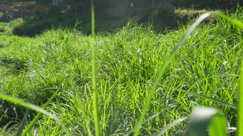4k shot of long green grass in a meadow hit by a gentle breeze against the sun. Stock Footage 345142312