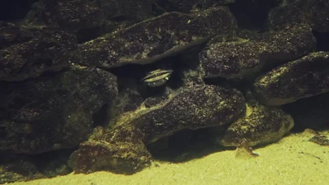 4K shot of a moray eel hiding inside a dark rock crevice, opening and closing Stock Footage 345131671