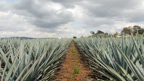 4k Shot of Moving Forward Through Fields of Tequila Agave Red Soil 動画素材 98214839
