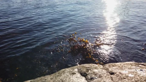 4K, Shot of ocean and rocks on shore. Seaweed and reflections water, sunny day Stock Footage