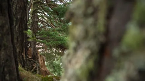4k shot of pine trees with slider dolly motion from behind trees. Stock Footage 171352330