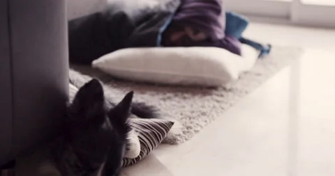 4K shot of pro surfer Bruno Valente and dog sleeping on floor in house in Nazare Stock Footage 160508682