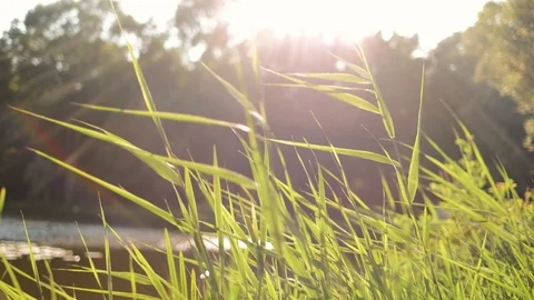 4K shot of reed at sunset Stock Footage 92920676
