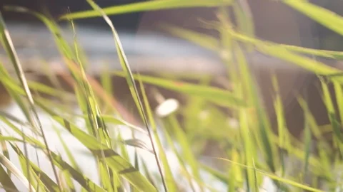 4K shot of reed at sunset Stock Footage 92920720
