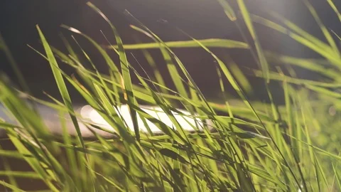 4K shot of reed at sunset Stock Footage 92920733