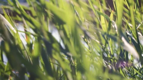 4K shot of reed at sunset Stock Footage 92920792