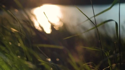 4K shot of reed at sunset Stock Footage 92920932
