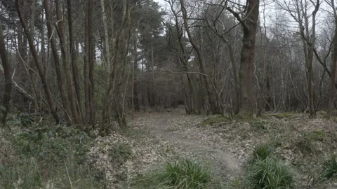 4K shot rising up through trees and looking out over forest. Stock Footage 130386167