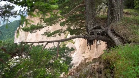 4k shot of a rooted pine tree through the trees in slider dolly motion. Stock Footage 171353394
