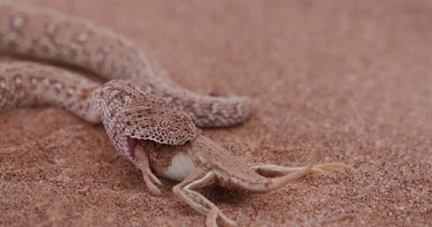 4K shot of sidewinder/Peringuey's adder eating a shovel snouted lizard Video stock 64697937
