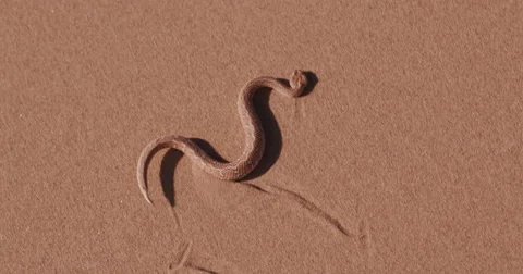 4K shot of sidewinder/Peringuey's adder moving across the sand dune Vídeo Stock 64697826