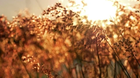 4k shot ,slow motion,The grass is blown in the evening with the sun falling. Stock-Footage 88835747