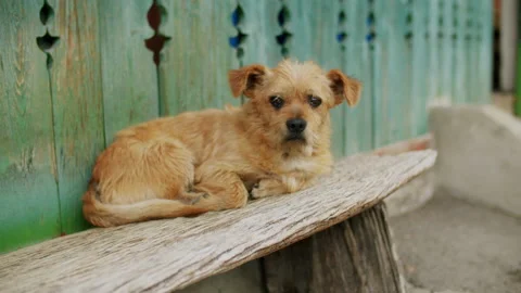4K shot of a small dog. Stock Footage 220363853