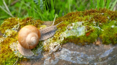  4K shot.  Snail in moss macro view, shooting acceleration.  Stockbeeldmateriaal 63598748