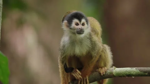 4K Shot Of A Squirrel Monkey Climbing A Tree Branch A With Juvenile On Its Back Stock Footage 285870913