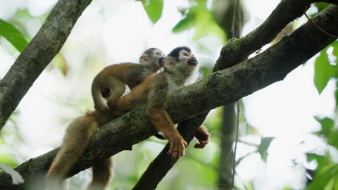 4K Shot Of A Squirrel Monkey Laying On Tree Branch A With Juvenile On Its Back Stock Footage 285871464