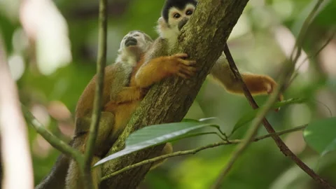 4K Shot Of A Squirrel Monkey Laying On Tree Branch A With Juvenile On Its Back Stock Footage 285871512