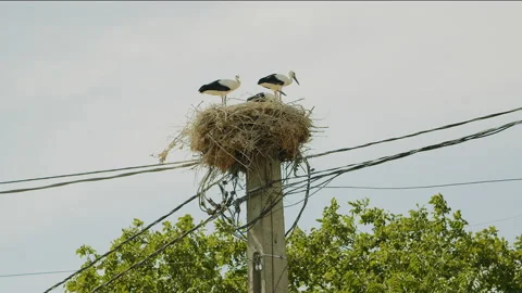 4K shot of storks in the nest. Stock Footage 220359675
