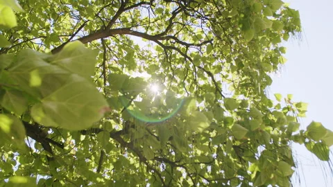 4K shot of sun shining through the tree leafs. Stock Footage 219226605
