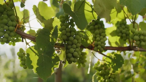4K shot of sun shining through vines. Video stock 220366199