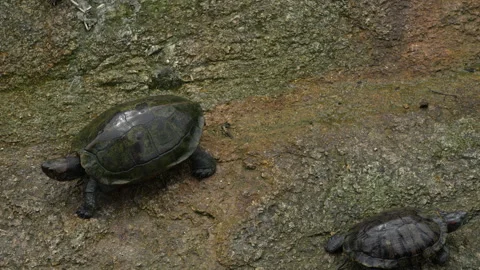 4K shot of two Asian pond turtles crawling in opposite directions on a rock 스톡 동영상 337090127