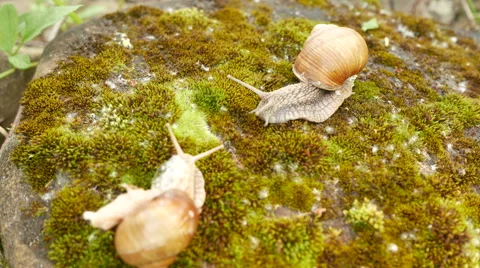  4K shot.  Two Snails  life in moss macro view, shooting acceleration Stockbeeldmateriaal 63598763