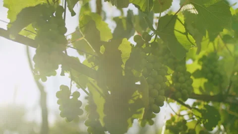 4K shot of vines. Stock Footage 220366323