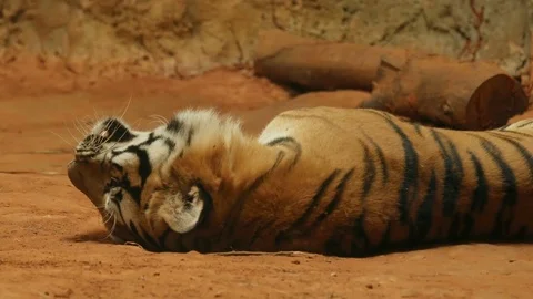 4k of siberian tiger lying down Video stock 84654680