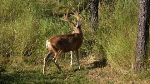 4K Sick Emaciated Mule Deer Buck that died from CWD disease 4 days later-7 Stock Footage 119083683