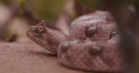 4K side on view of horned adder flicking its tongue Stock Footage 64696098