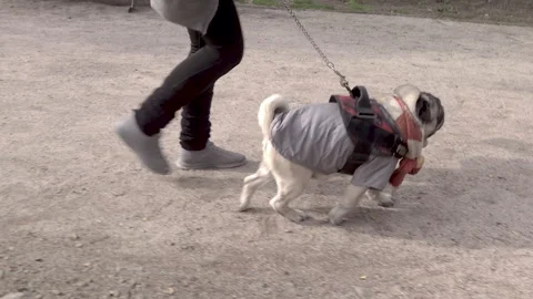 4K side view video of an unrecognizable woman walking her Pug in a park. The  Stock Footage 280631915