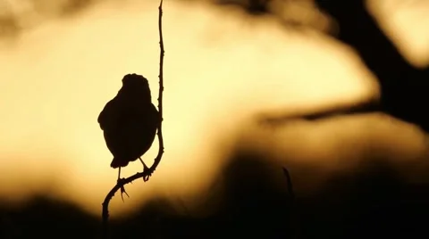 4K Silhouette of a Small Bird Perched on a Bare Branch Golden Sunset Stock-Footage 332157182