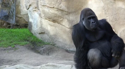 4k Silverback Gorilla with itching eggs sitting at a mountain wall Stock Footage 41396291