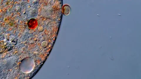 4K Single-Cell Ciliate Movement Under Microscope 库存影片 317107558