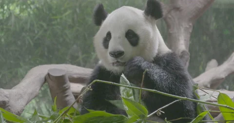 4k single Panda sitting and eating Video stock 50917050
