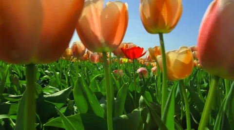 4K Single red tulip in prange tulip field Video stock 37662412