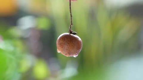 4K: A Single Ripe Longan with Fresh Raindrops Glistening in Natural Light. Stock Footage 314951111