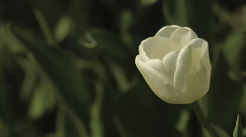 4K Single white Tulip close-up Video stock 37662542