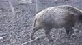 4k Single wild boar walking in muddy ground 4k or 4k+ Resolution