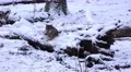 4k Sitting wolf in white snow winter landscape 4k or 4k+ Resolution