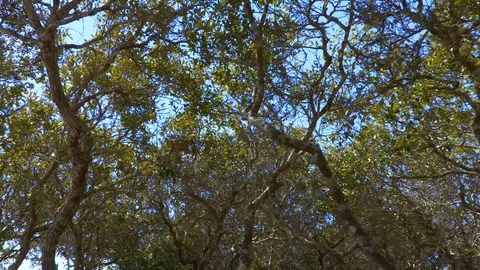 4K Sky Peaking Through Dense Forest Canopy Stock Footage 111282365