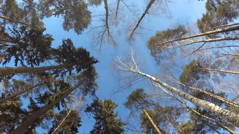 4K the sky is spinning with trees in the forest gopro Stock Footage 103939015