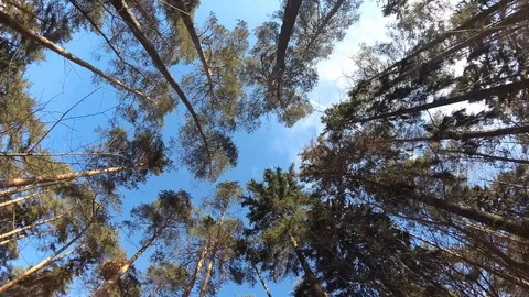 4K sky is spinning with trees in the forest. looking up gopro Video stock 103939027