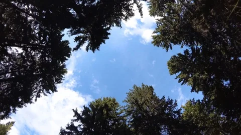 4K sky is spinning with trees in the forest. Looking Up Video stock 114682375