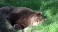 4k Sleeping bear close up in sunny grassy tree shadow 4k or 4k+ Resolution