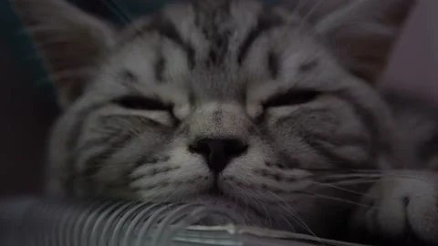 4k Sleeping Cat At Home Stock Footage 131380963