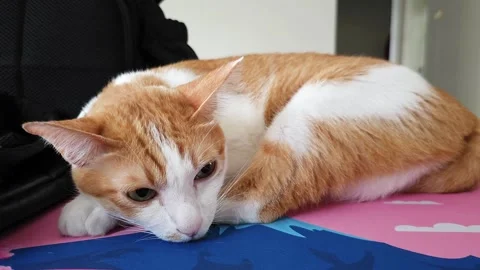 4K Sleepy ginger cat closing eyes and falling asleep close-up. Stock Footage 340491575