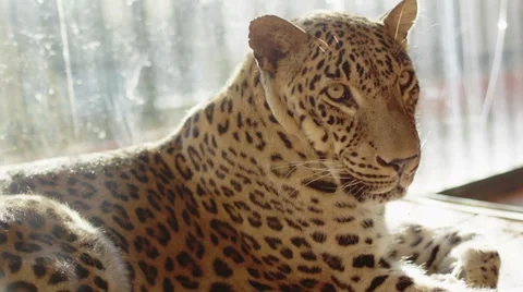 4k. Sleepy leopard. Shot with red camera Stock Footage 32245078