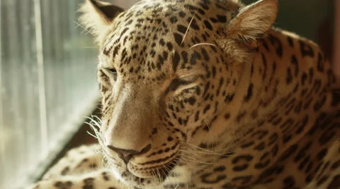 4k. Sleepy leopard. Shot with red camera. Stock Footage 32245585
