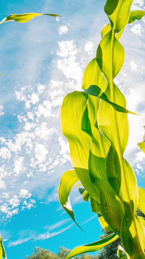4K Slider shot cornfield Rural Landscape Maize Field With Young Corn Sprouts. Y Stock Footage 342952281